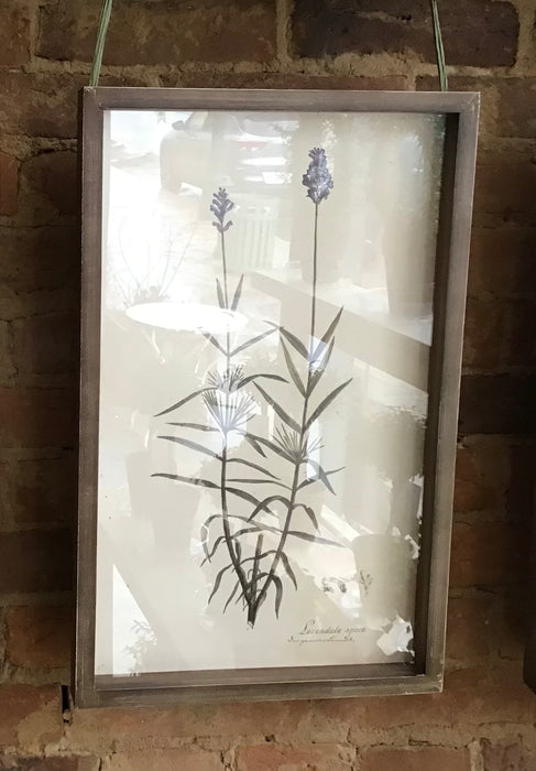 Collected Botanical Framed Prints