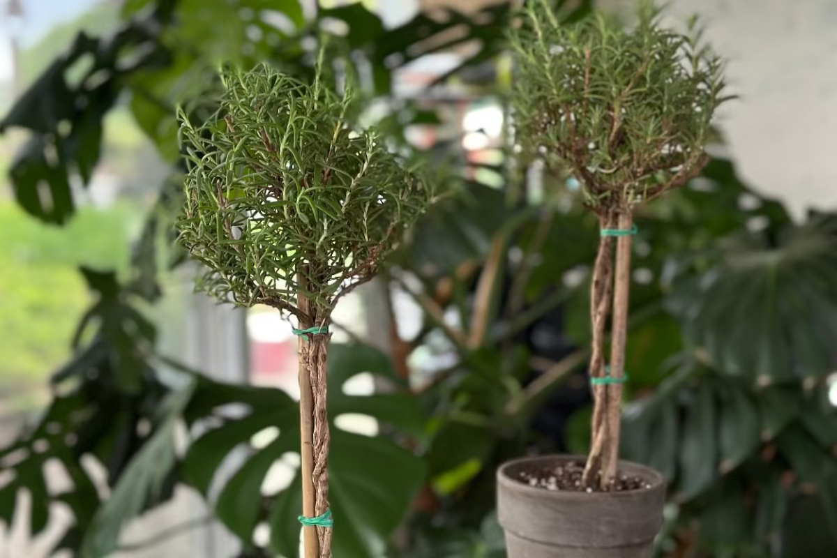 Decor