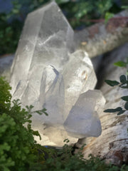 A large natural quartz crystal cluster resting on a log surrounded by green moss and foliage outdoors.