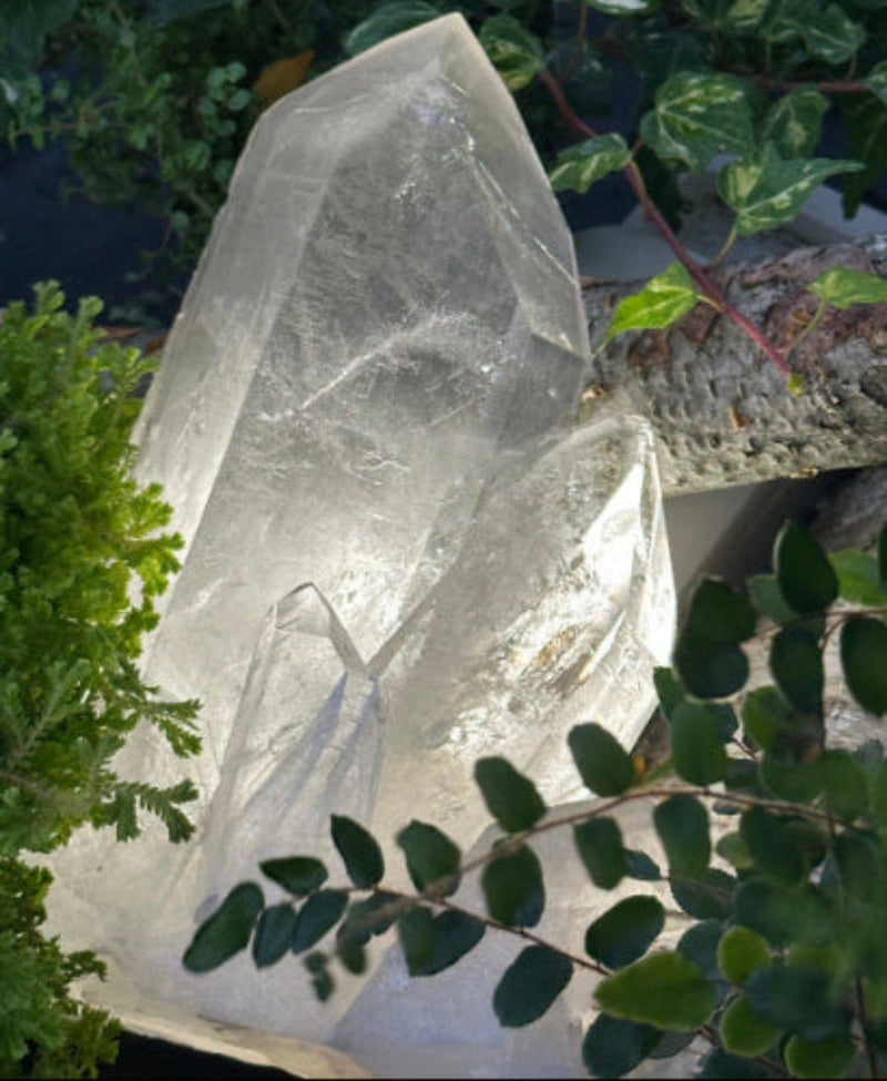 A large natural clear quartz crystal cluster with sharp points, displayed outdoors among green plants and foliage.
