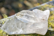 A cluster of natural clear quartz crystal points resting on mossy green bark outdoors.