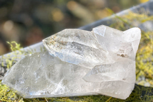 A cluster of natural clear quartz crystal points resting on mossy green bark outdoors.