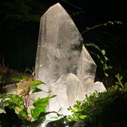 A large natural-looking clear crystal cluster illuminated from within, surrounded by dark green foliage at night.