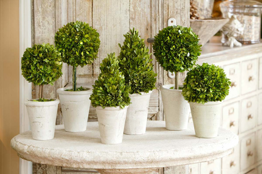 Preserved Boxwood Topiary