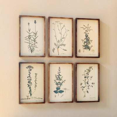 Collected Botanical Framed Prints